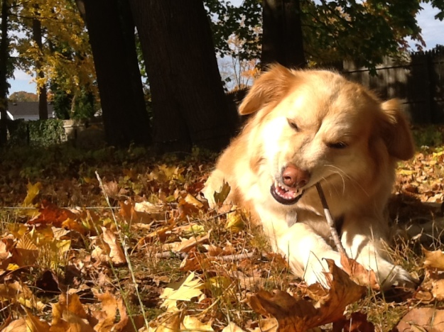 Autumn loves finding sticks in the yard.